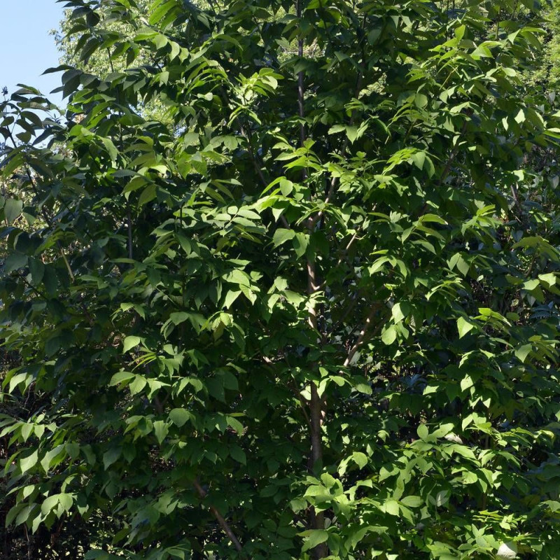 Frêne blanc d'Amérique, Fraxinus
