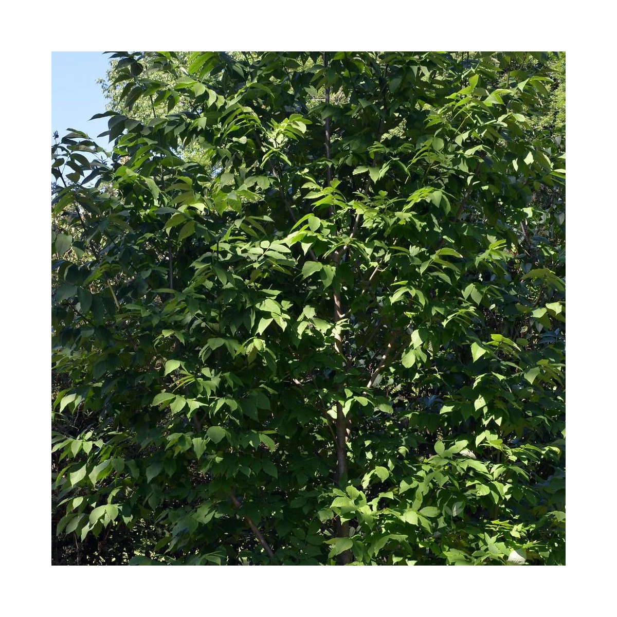 Frêne blanc d'Amérique, Fraxinus Frêne blanc d'Amérique, Fraxinus