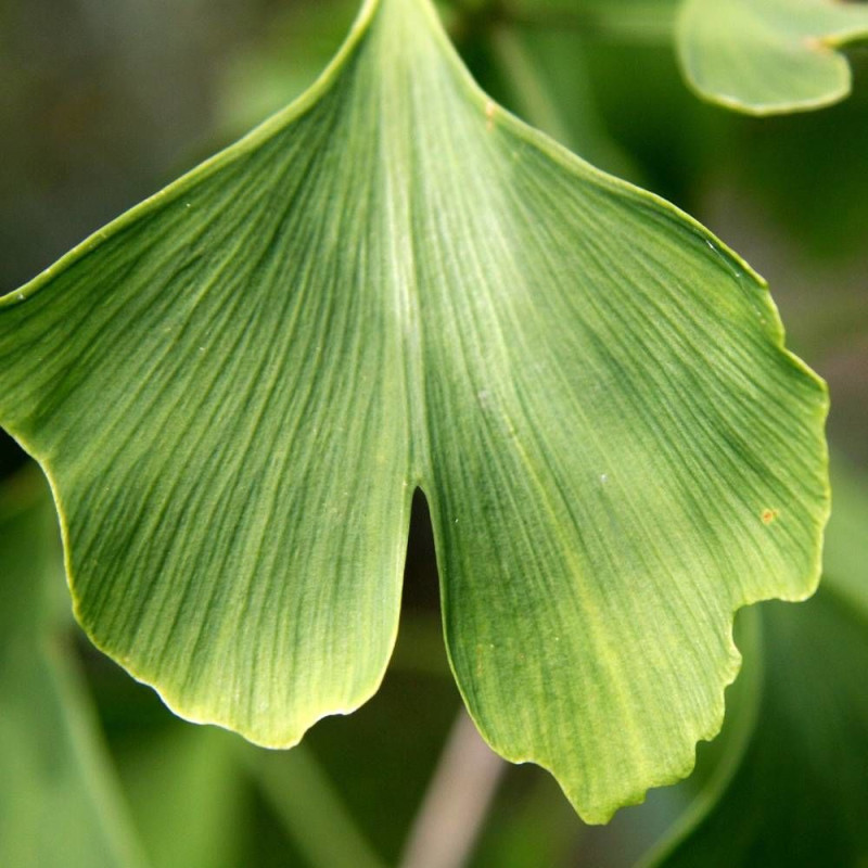 Arbre aux 40 écus André Briant® 'Brivingtetun', Ginkgo