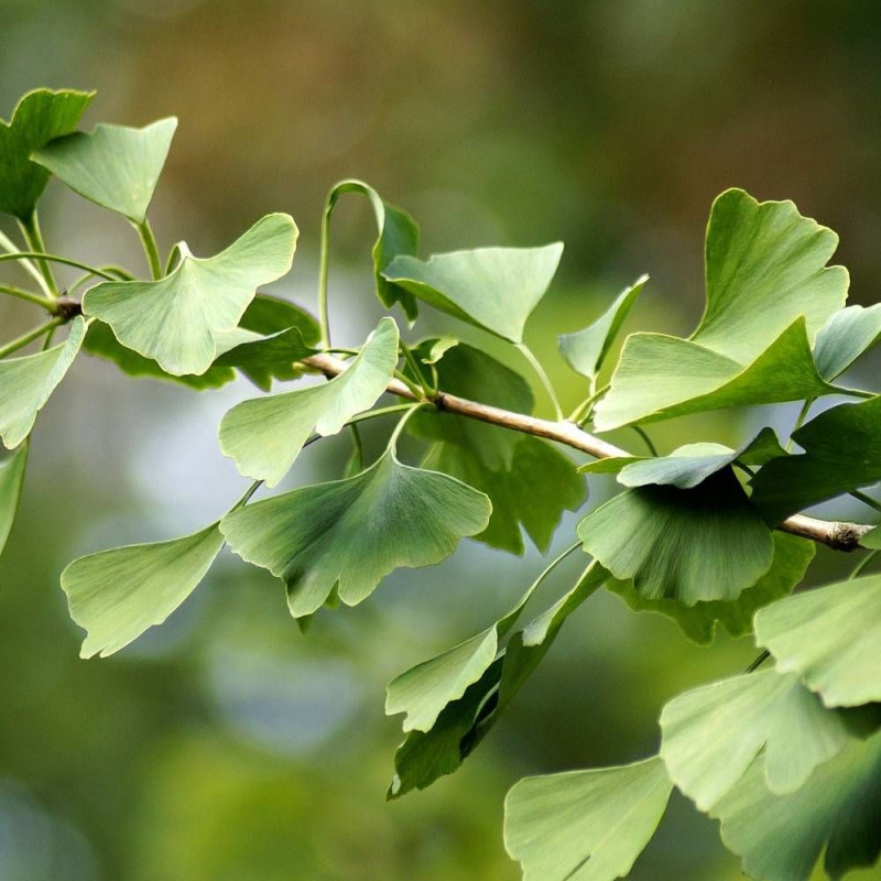 Arbre aux 40 écus André Briant® 'Brivingtetun', Ginkgo