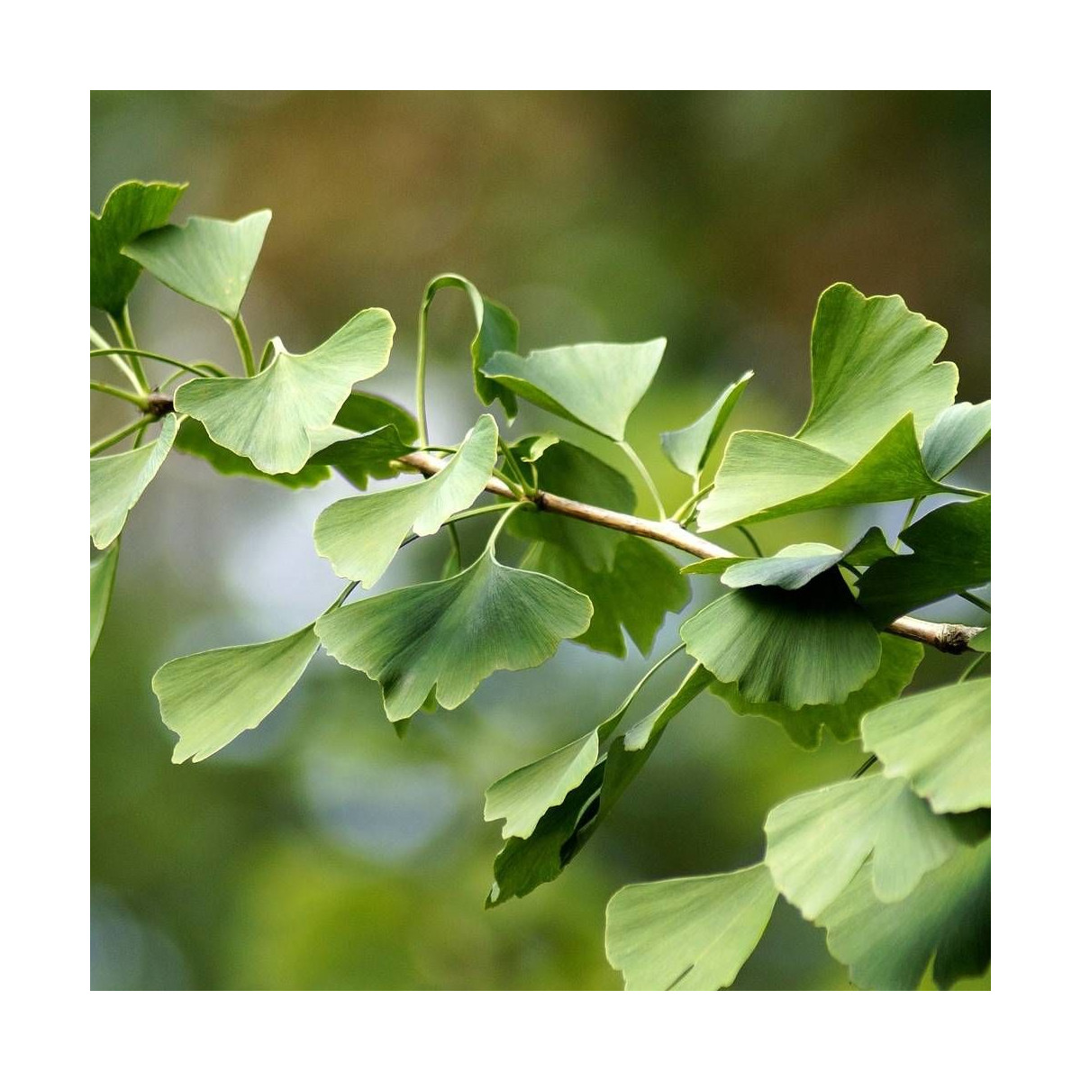 Arbre aux 40 écus biloba André Briant® 'Brivingtetun' - Feuillage d'été