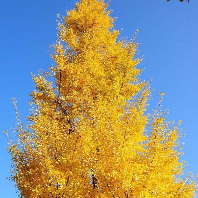 Arbre aux 40 écus Menhir, Ginkgo
