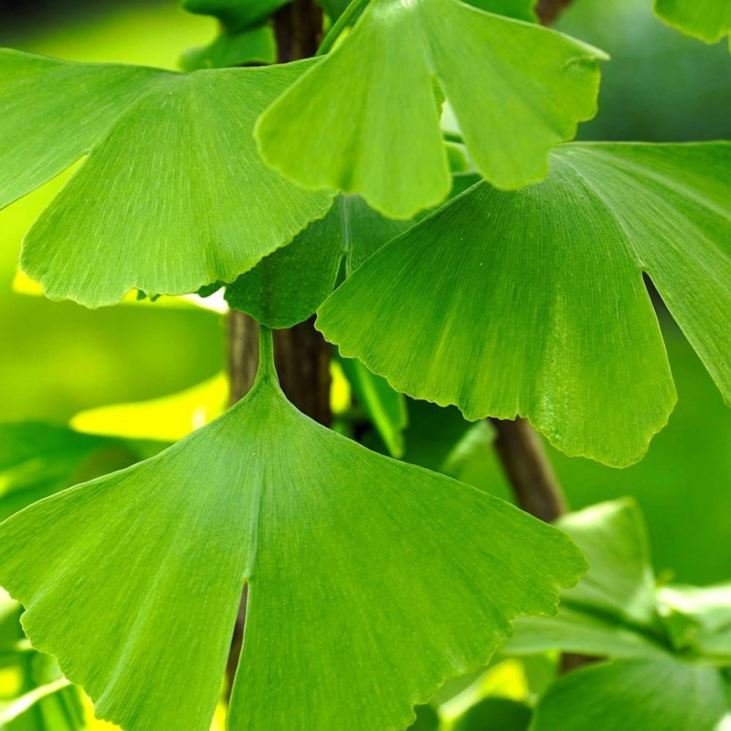 Arbre aux 40 écus Menhir, Ginkgo