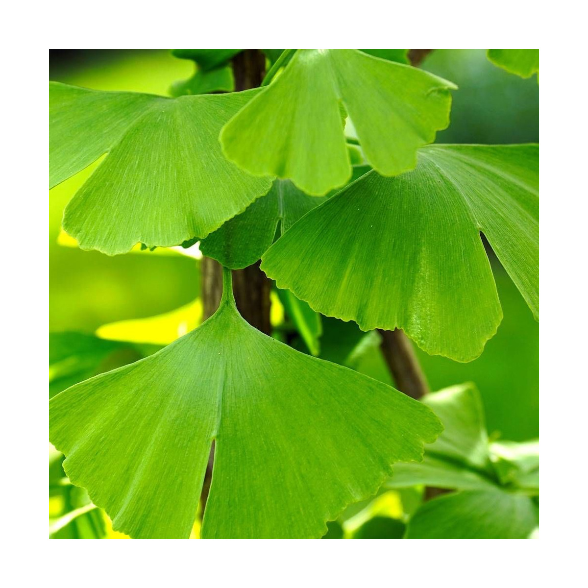 Arbre aux 40 écus biloba Menhir - Feuille