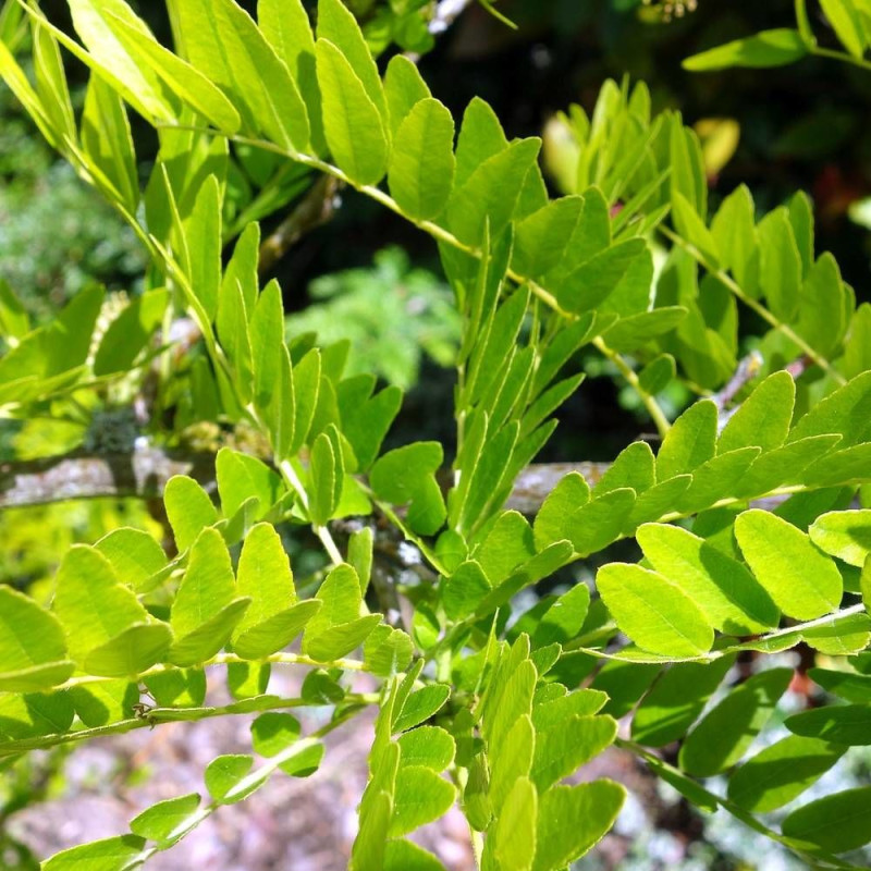 Févier d'Amérique Sunburst, Gleditsia