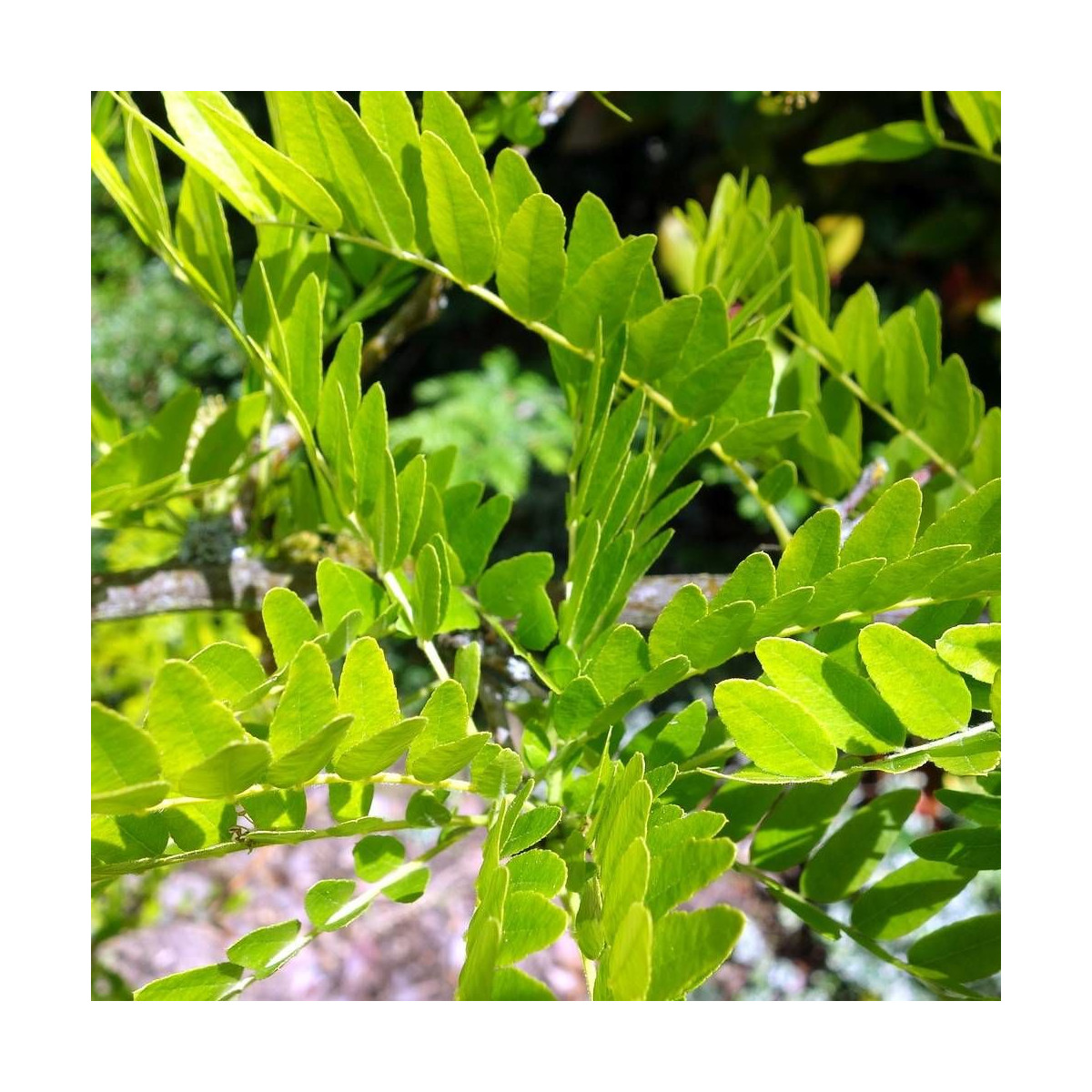 Févier d'Amérique Sunburst, Gleditsia