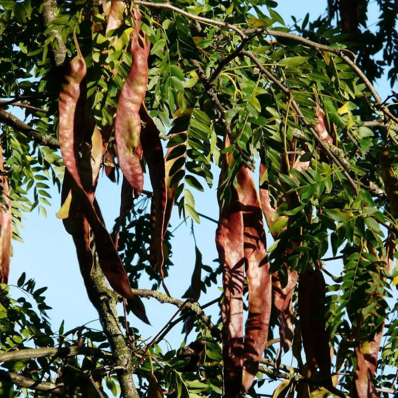 Févier d'Amérique Sunburst, Gleditsia