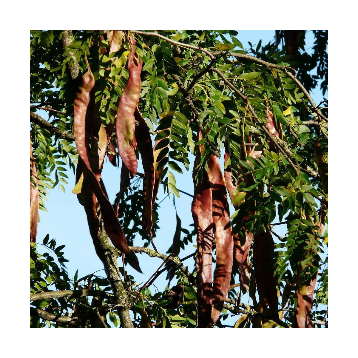Févier d'Amérique Sunburst, Gleditsia