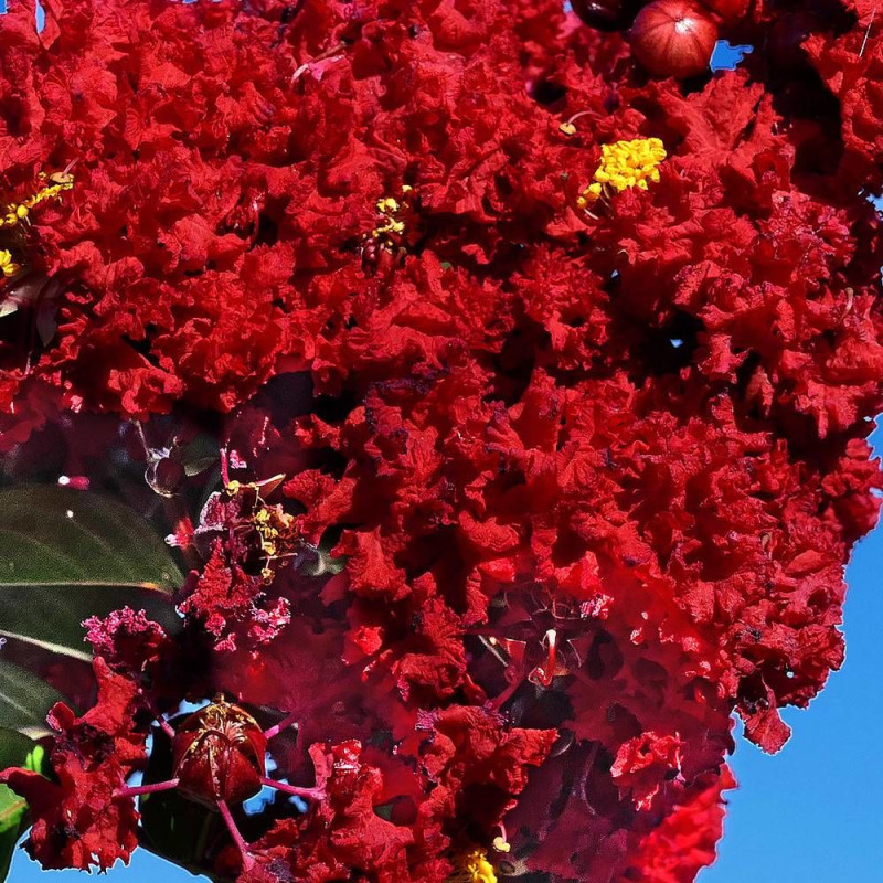 Lilas des Indes Rouge, Lagerstroemia