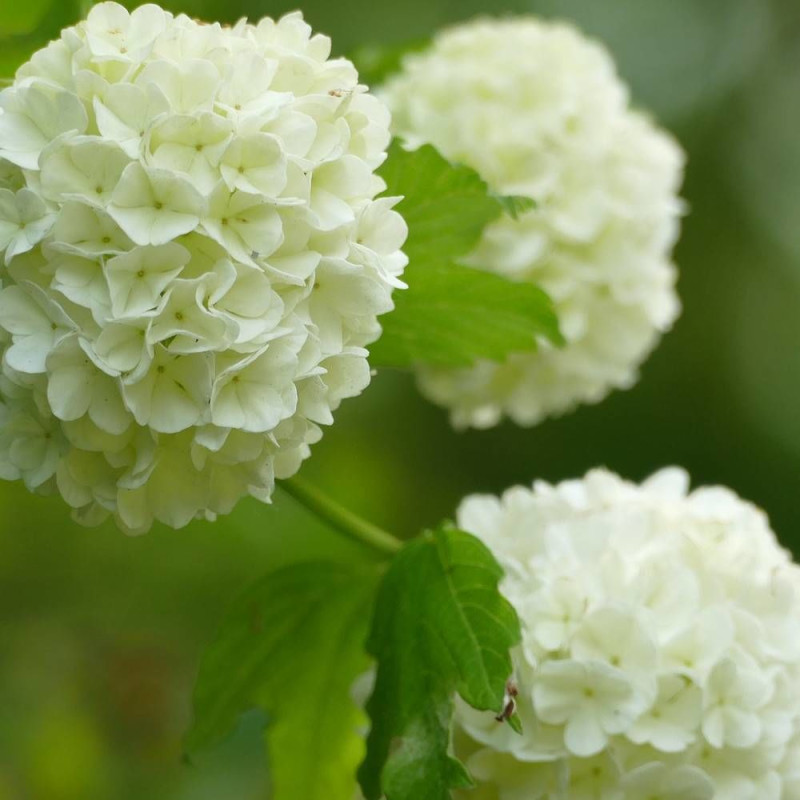 Viorne boule de neige compacte, Viburnum