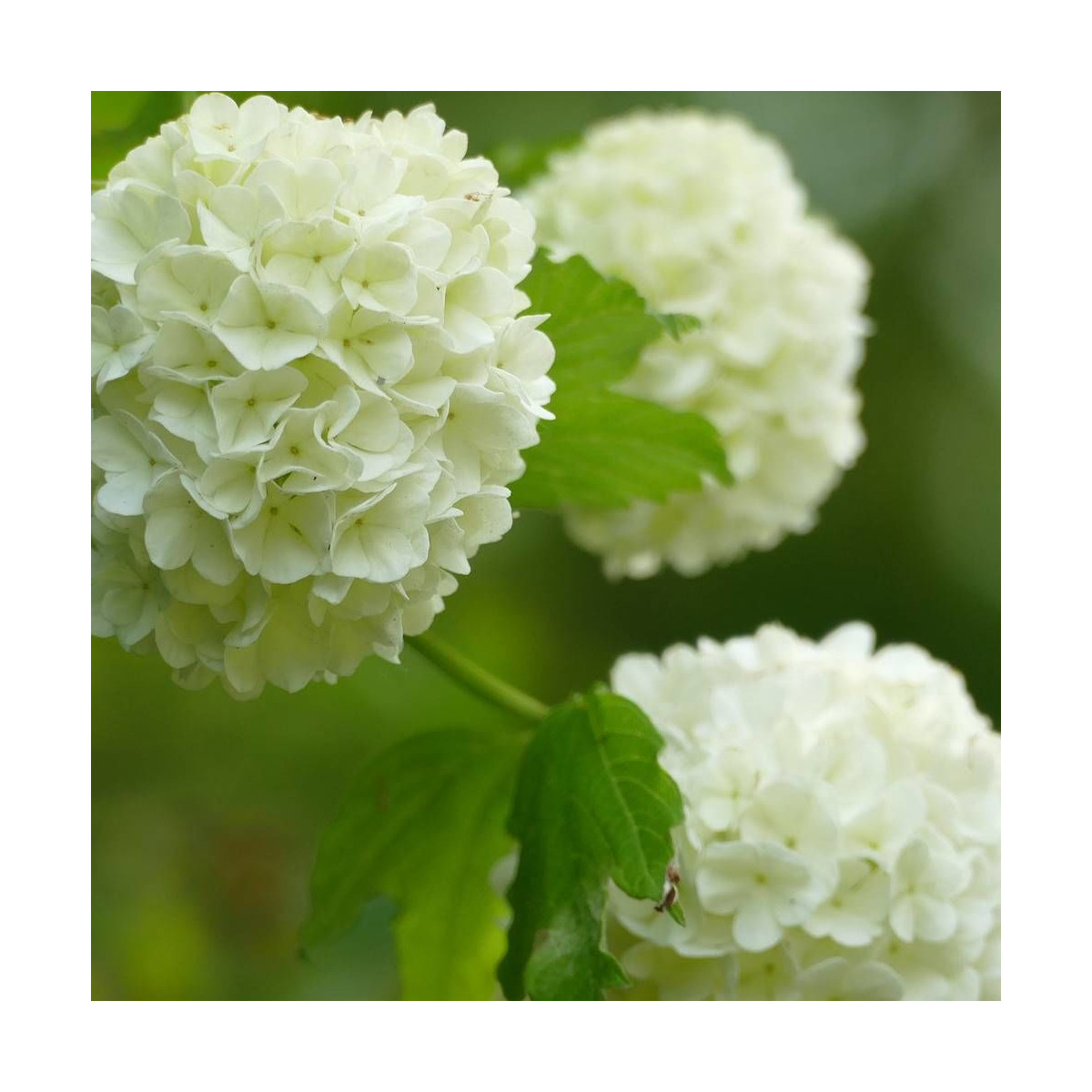 Viorne boule de neige compacte, Viburnum