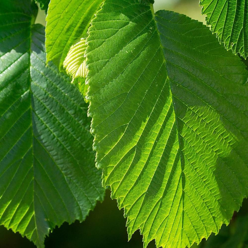 Orme Vada® 'Wanoux', Ulmus