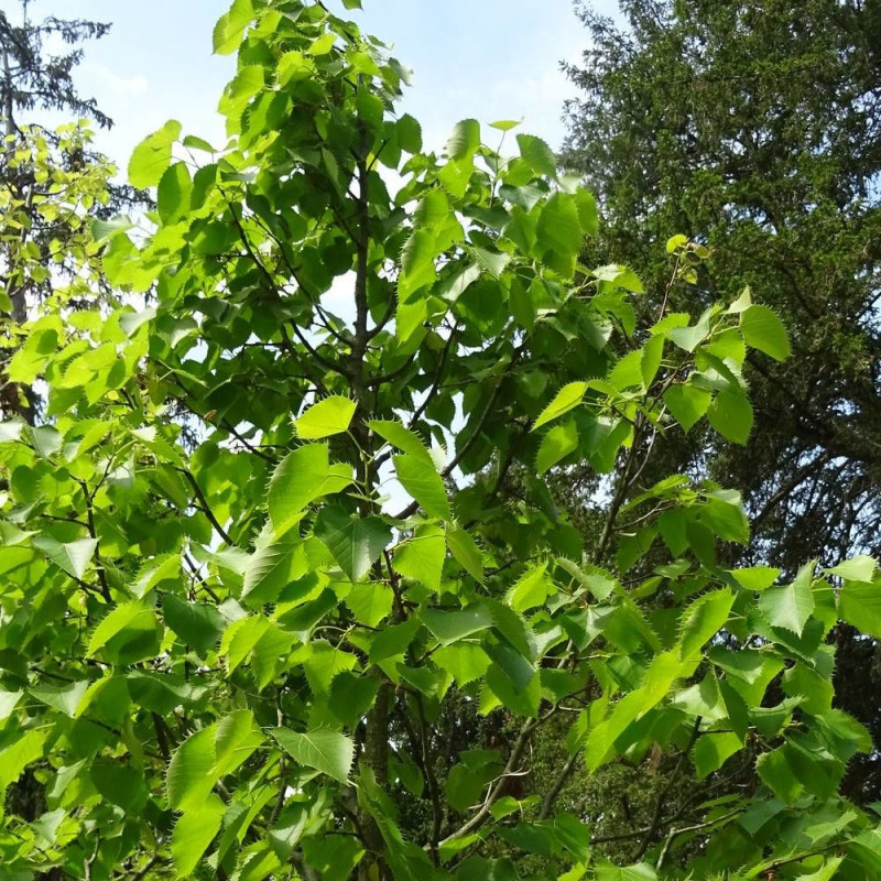Tilleul de Henry, Tilia