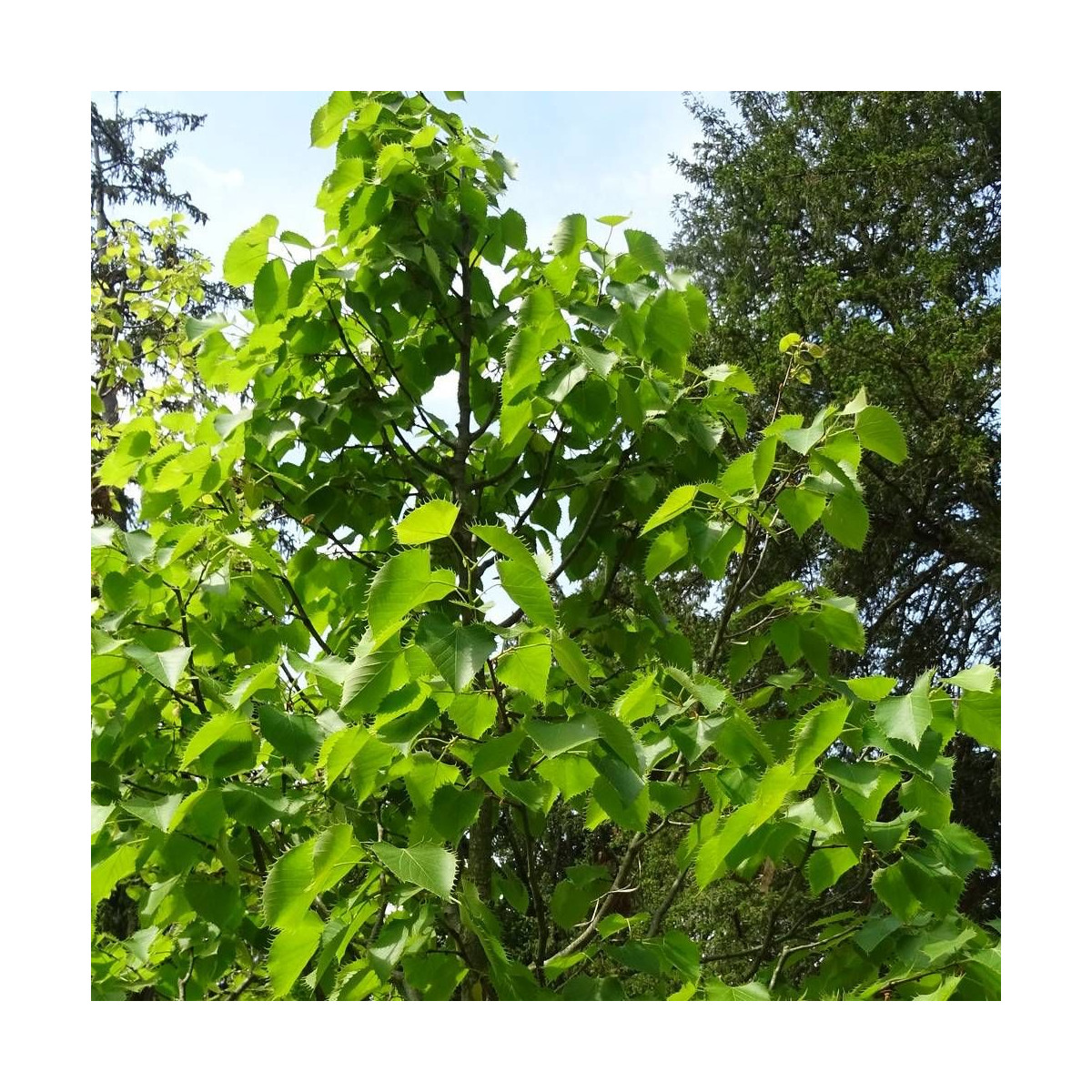 Tilleul de Henry, Tilia Tilleul de Henry, Tilia