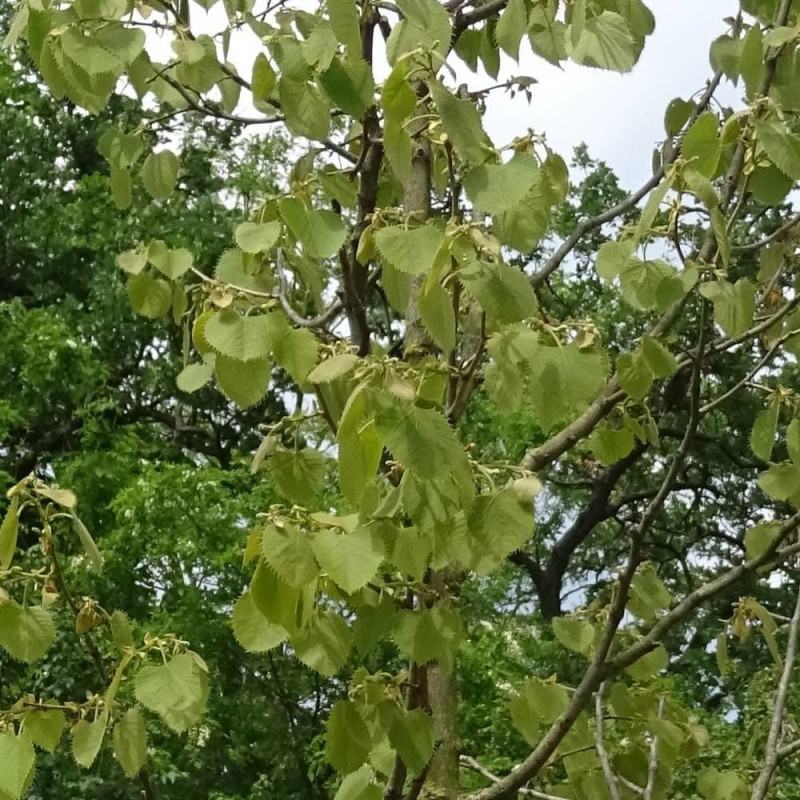 Tilleul de Henry, Tilia