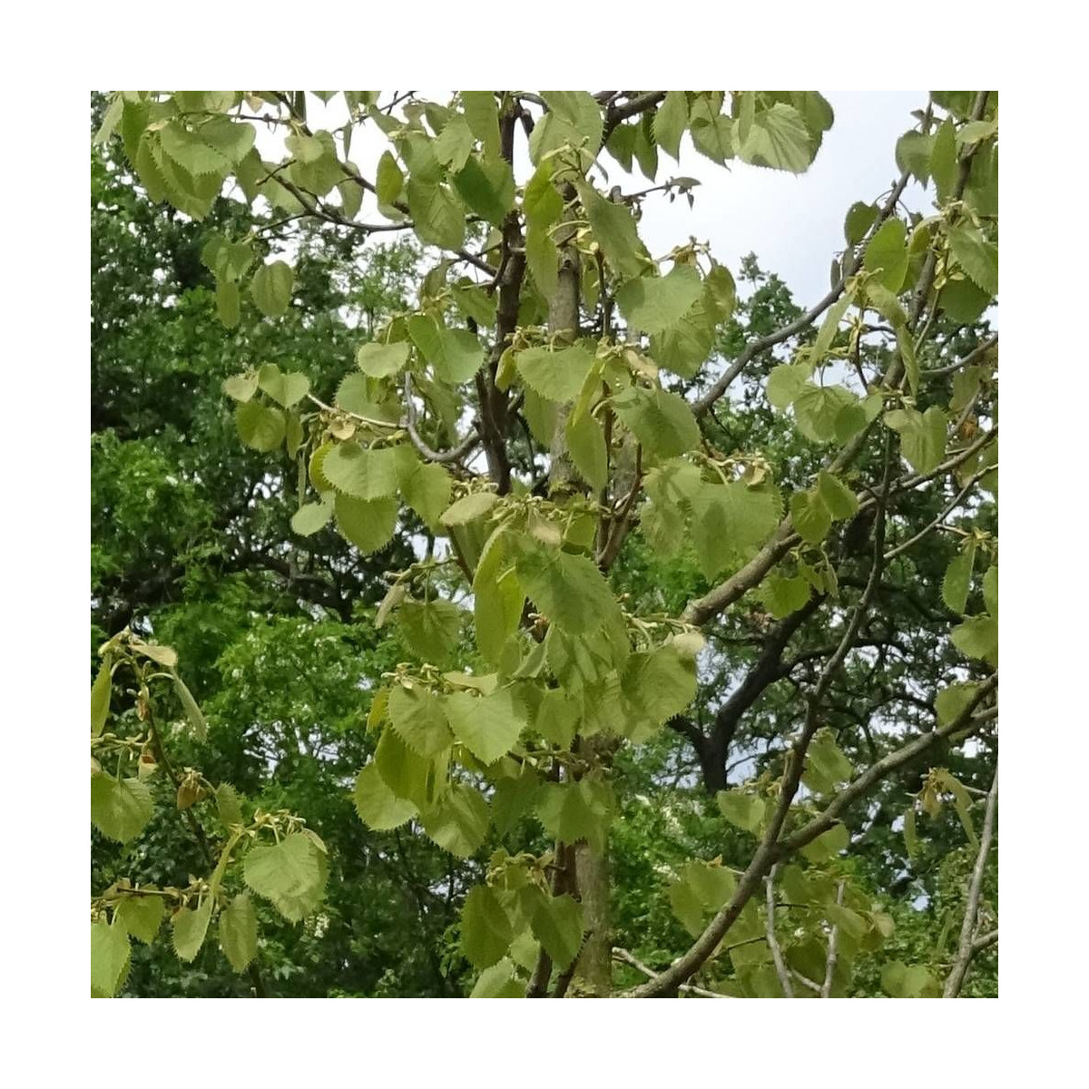 Tilleul de Henry, Tilia Tilleul de Henry, Tilia