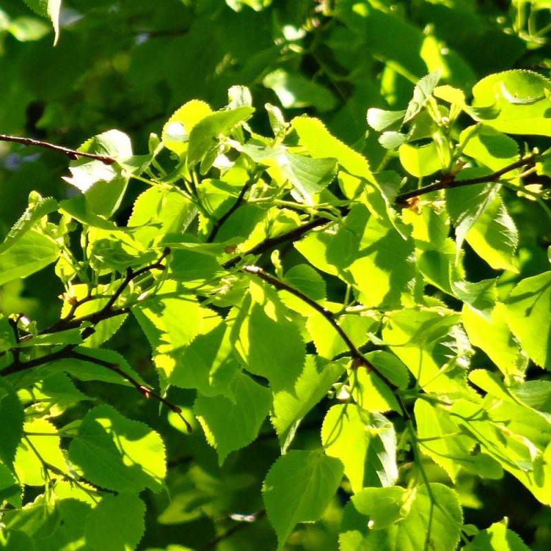Tilleul à petites feuilles Green Spire, Tilia