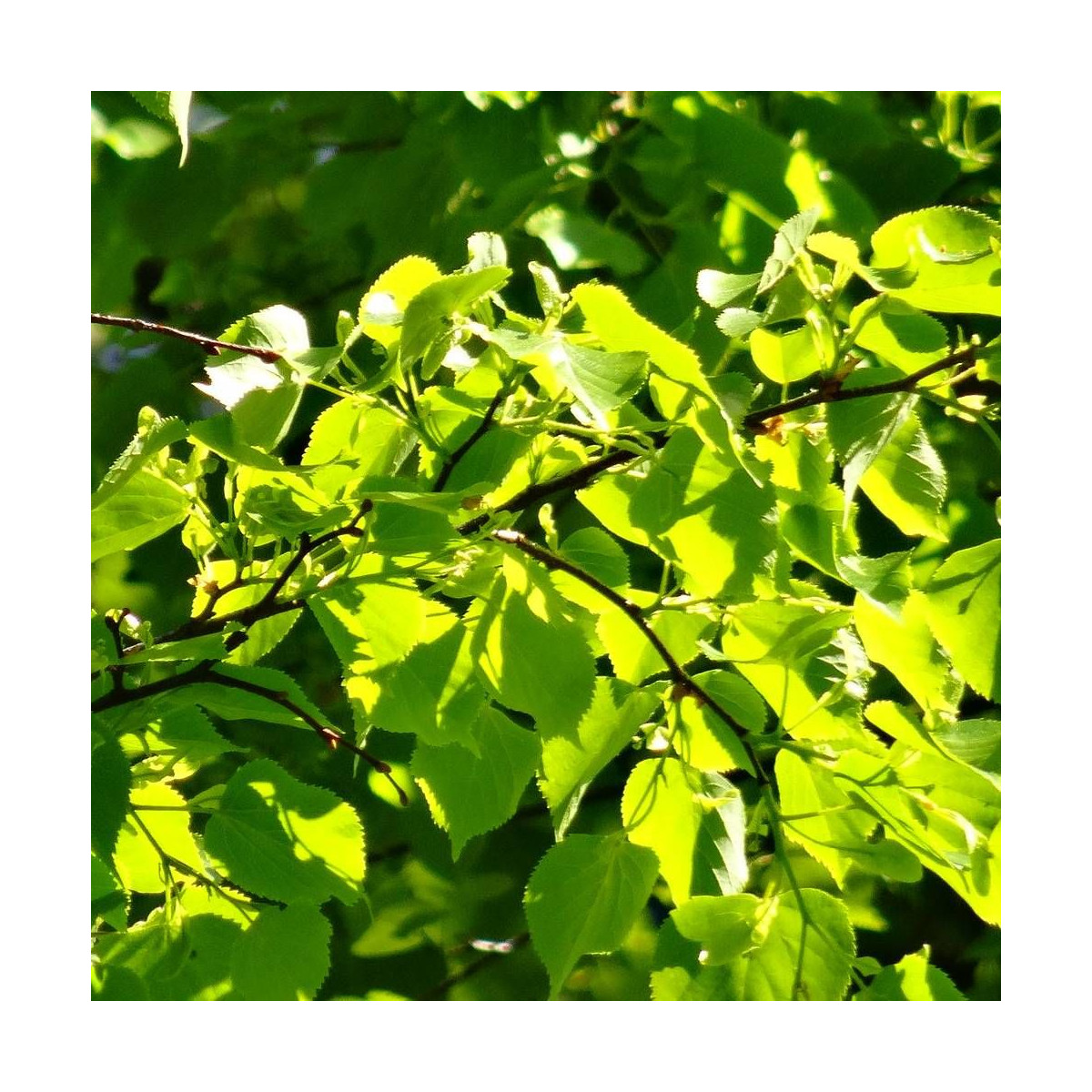 Tilleul à petites feuilles Green Spire, Tilia