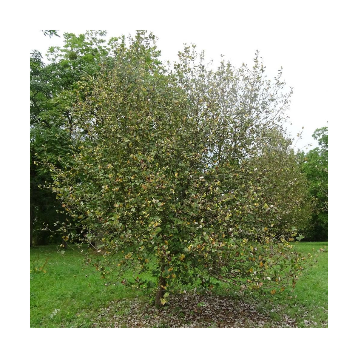 Aliser Alisier blanc - Sorbus aria : Arbre ornemental rustique | En vente