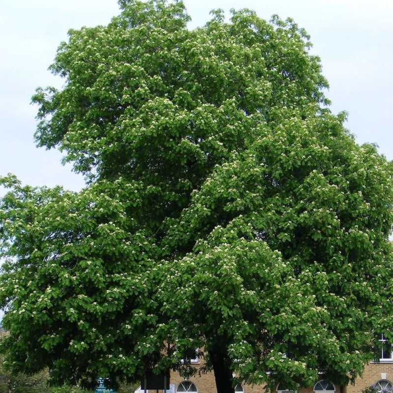 Sorbier domestique , Cormier, Sorbus