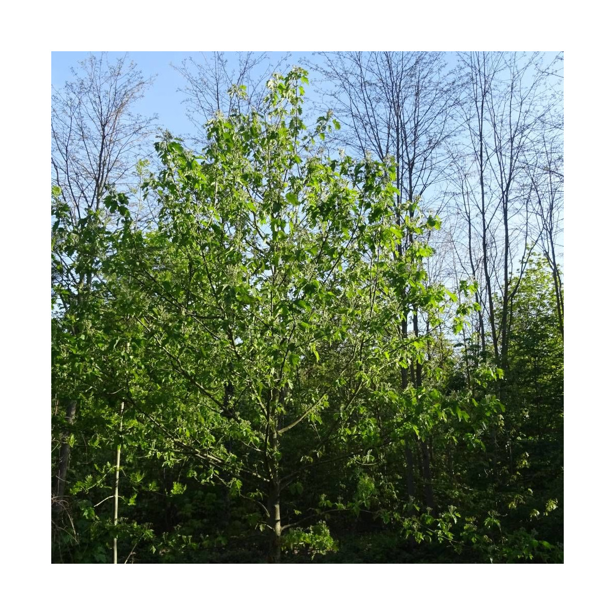 Alisier torminal (Sorbus torminalis) - Arbre fruitier forestier