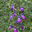 Sauge d'automne Mirage™ Violet