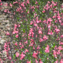 Sauge d'automne Mirage™ Soft Pink