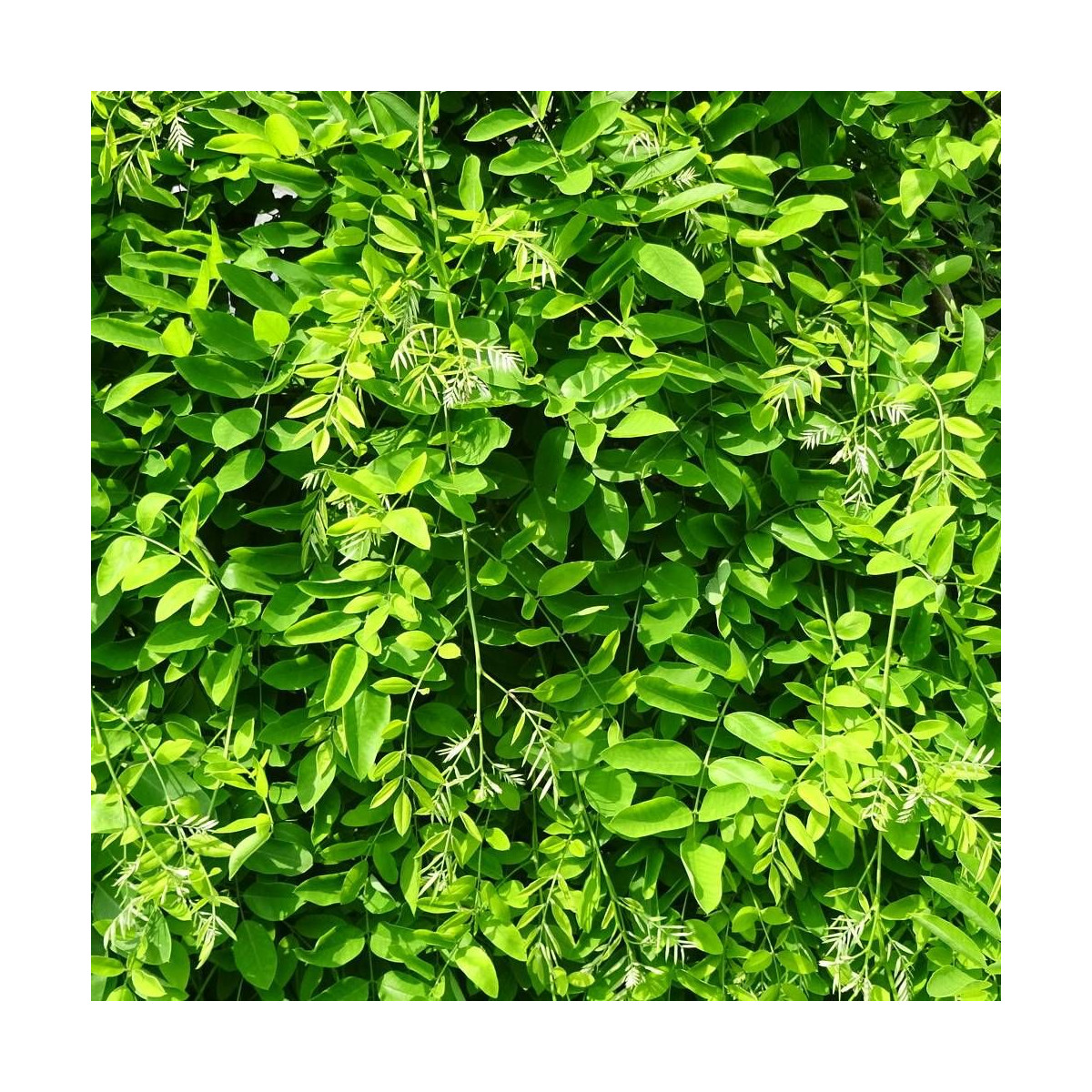 Robinier Casque Rouge (Acacia) : Arbre d'ornement à fleurs rouges
