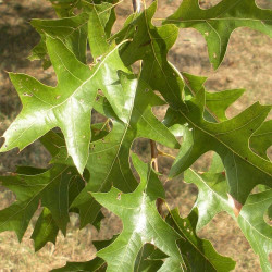 Chêne des marais Isabel