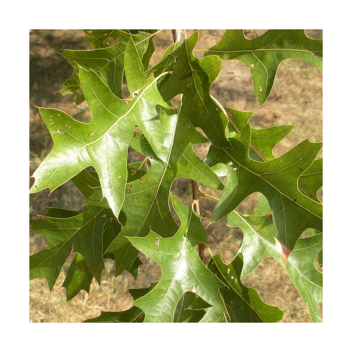 Chêne des marais Isabel, Quercus palustris Chêne des marais Isabel, Quercus palustris