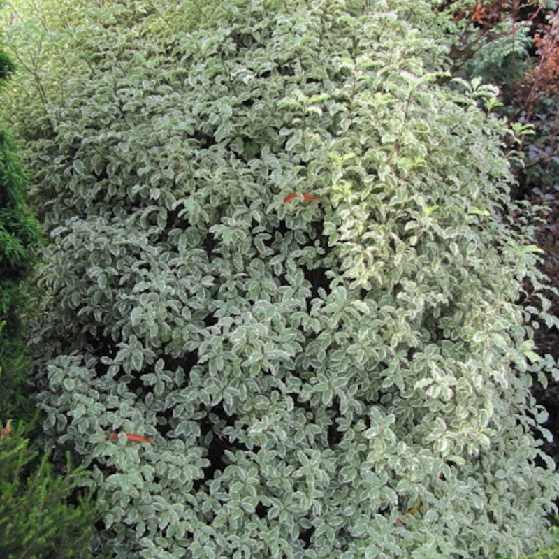 Pittosporum Elisabeth, Pittospore
