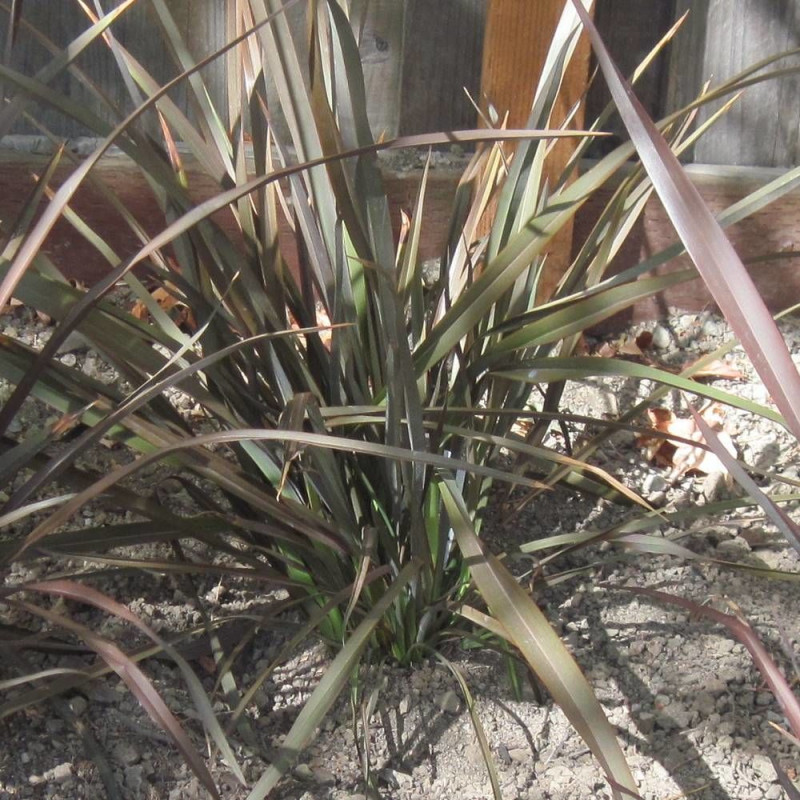 Lin de Nouvelle-Zélande pourpre, Phormium