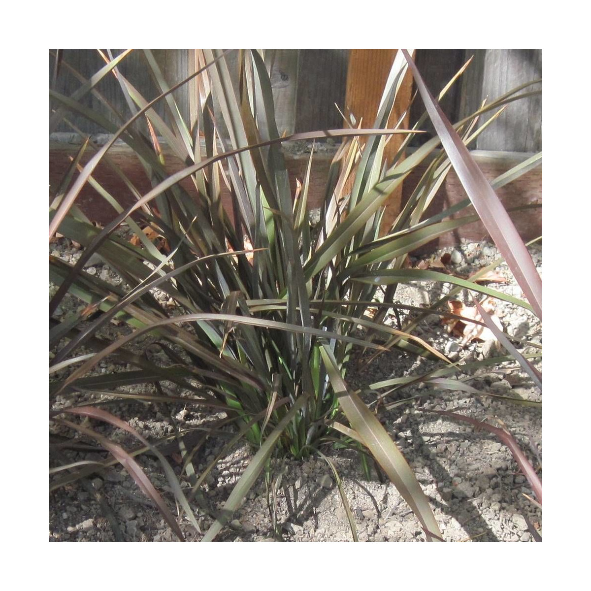 Lin de Nouvelle-Zélande pourpre, Phormium Lin de Nouvelle-Zélande pourpre, Phormium