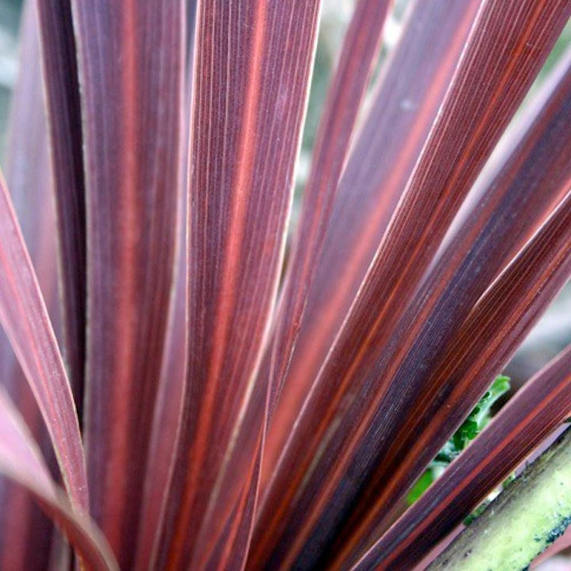 Lin de Nouvelle-Zélande Pink Panther, Phormium