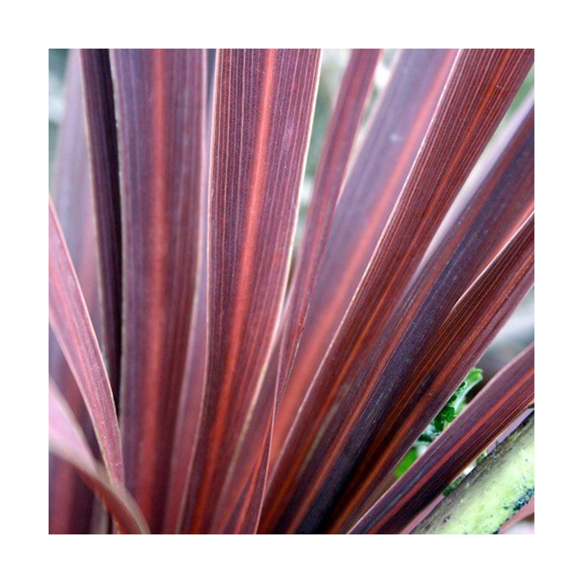 Lin de Nouvelle-Zélande Pink Panther, Phormium