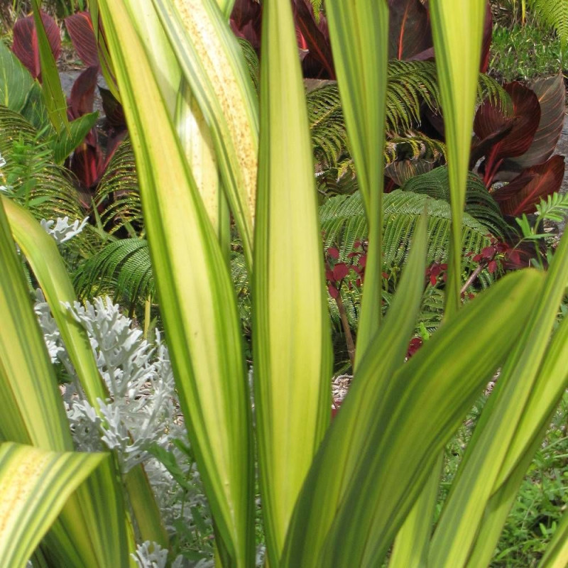 Lin de Nouvelle-Zélande Tricolor, Phormium