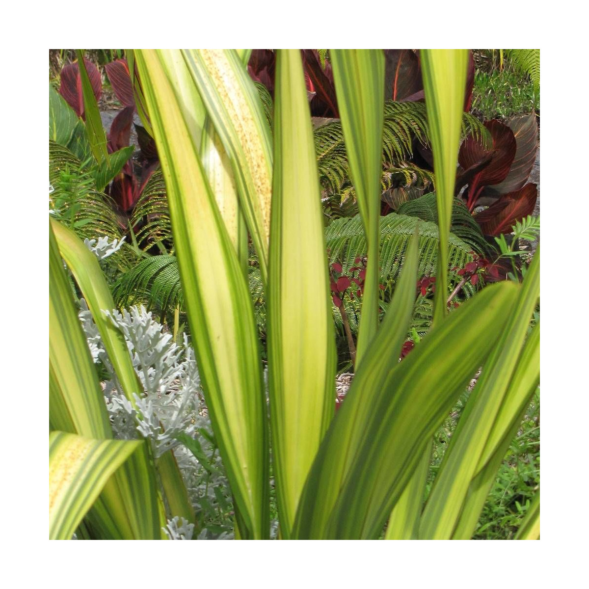 Lin de Nouvelle-Zélande Tricolor, Phormium