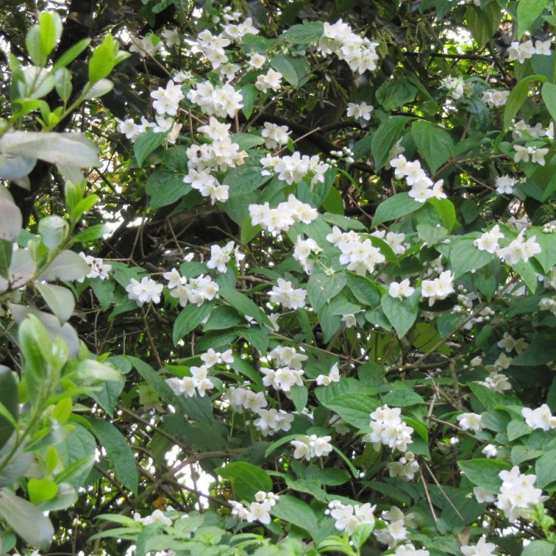 Seringat des jardins virginal, Philadelphus