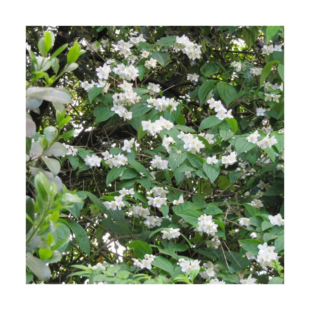 Seringat des jardins virginal, Philadelphus