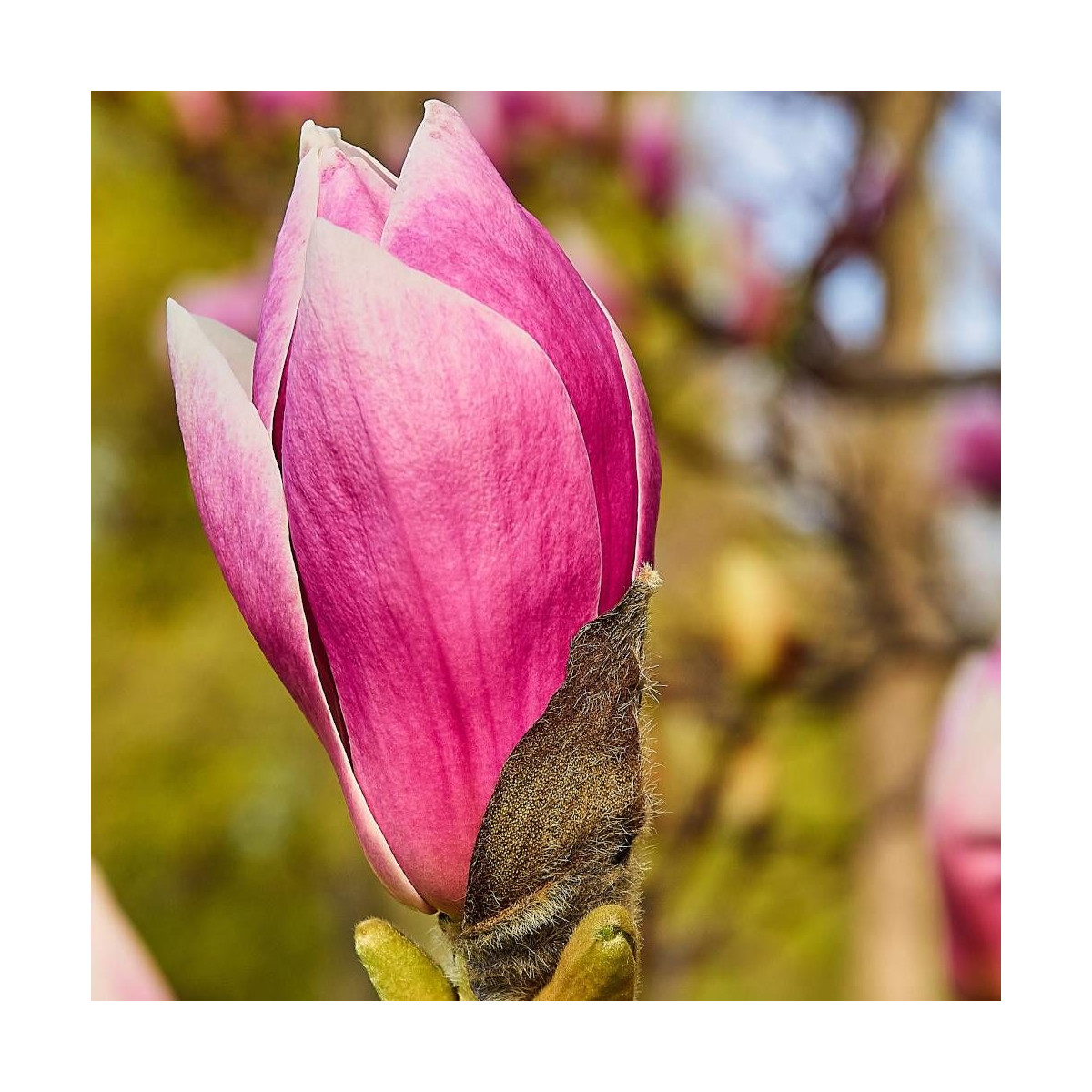 Magnolia à fleurs de lis Nigra