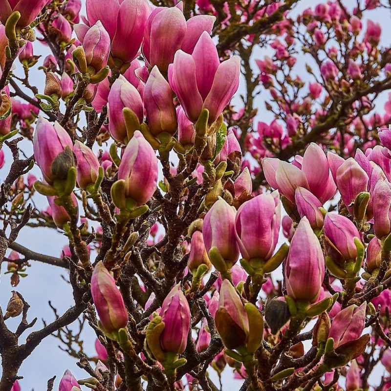 Magnolia à fleurs de lis Nigra
