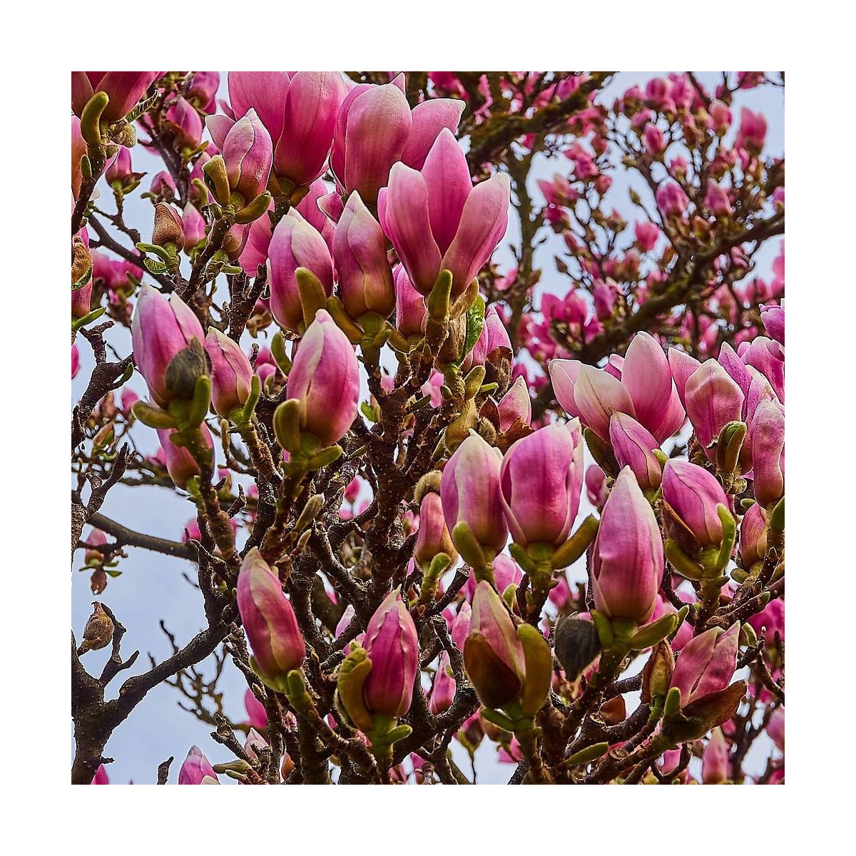 Magnolia à fleurs de lis Nigra