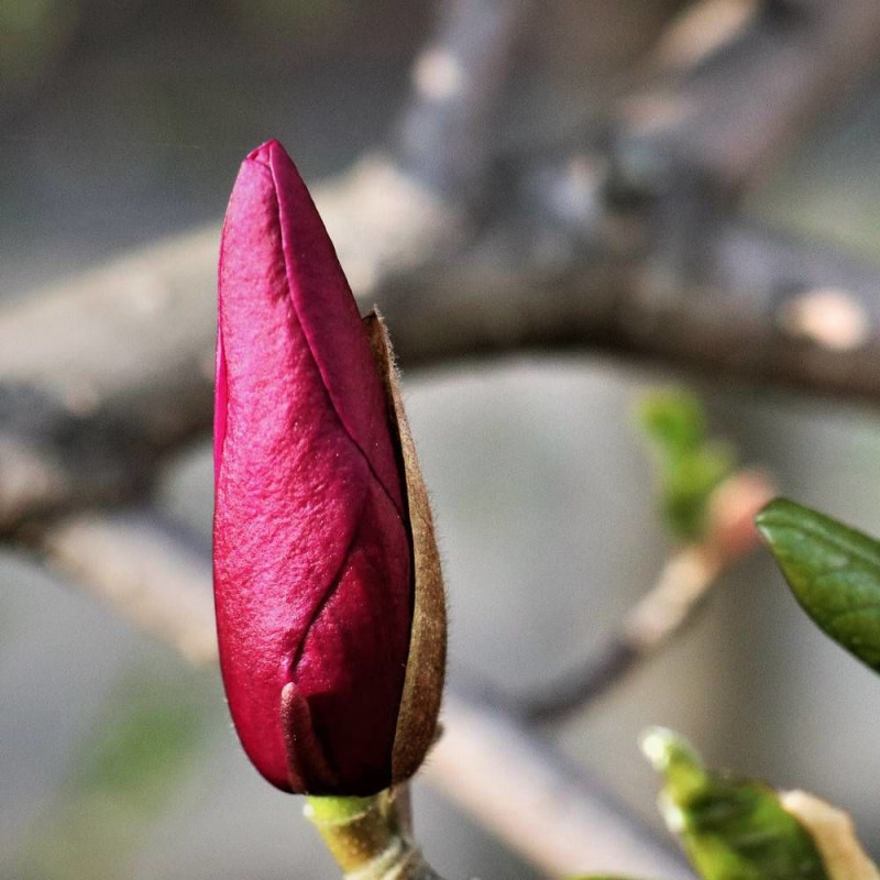 Magnolia à fleurs de lis Nigra