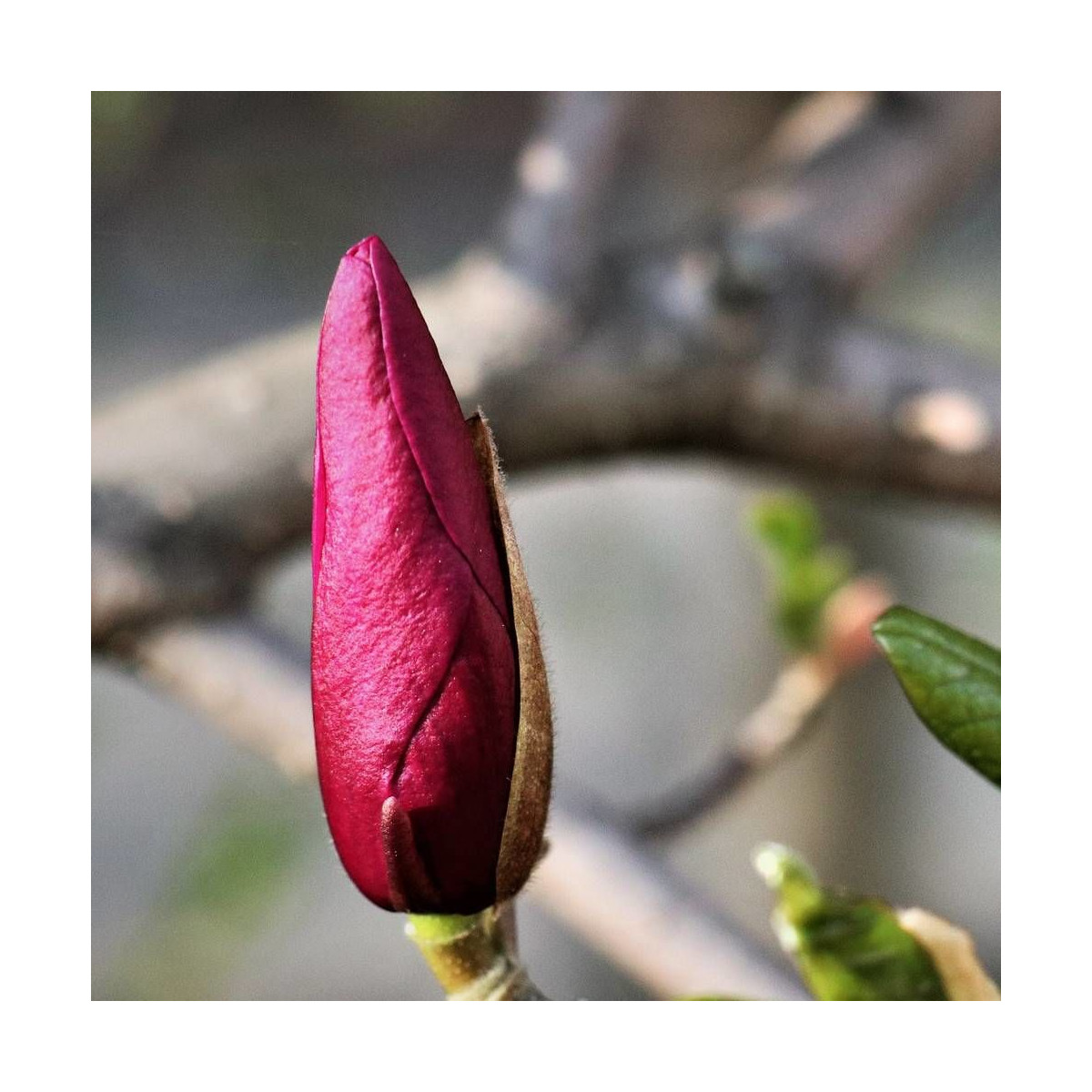 Magnolia à fleurs de lis Nigra