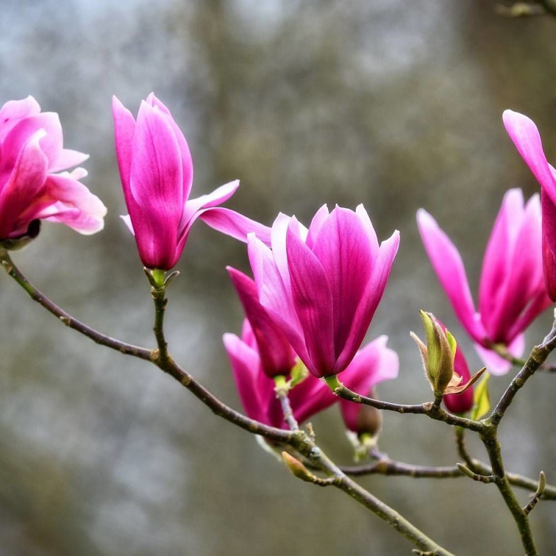 Magnolia à fleurs de lis Nigra