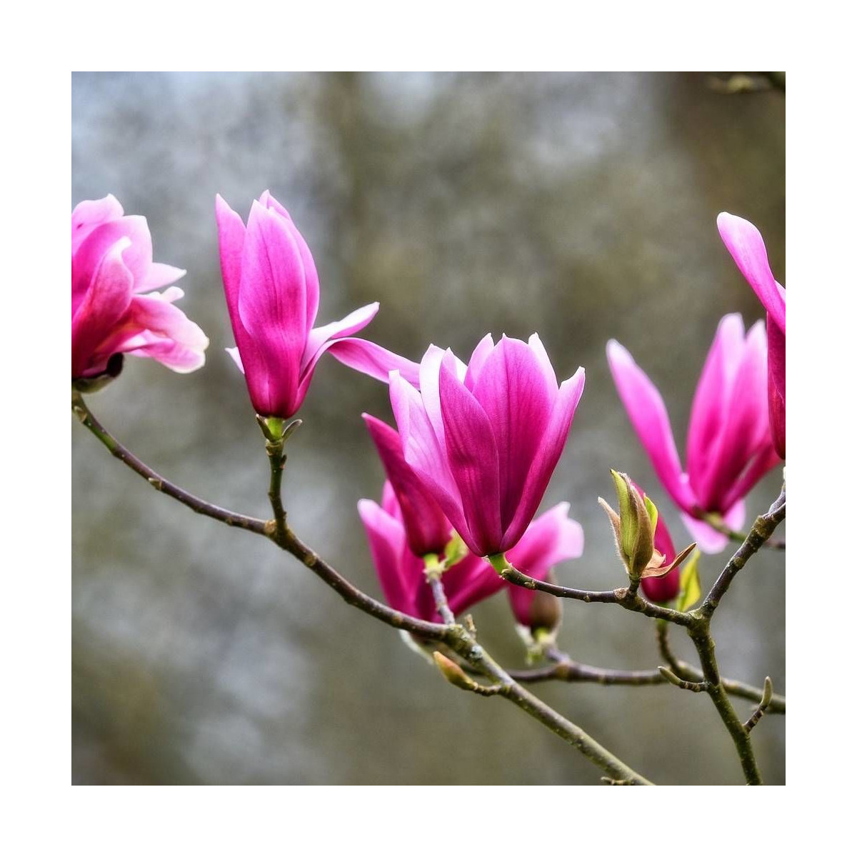 Magnolia à fleurs de lis Nigra