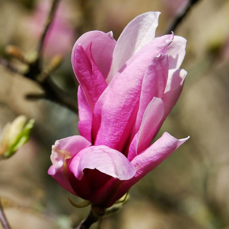 Magnolia à fleurs de lis Nigra
