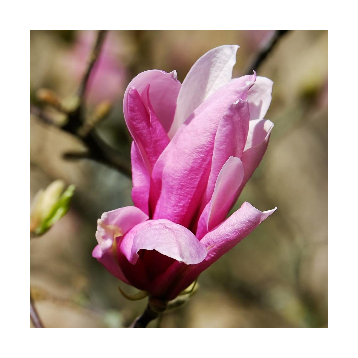 Magnolia à fleurs de lis Nigra