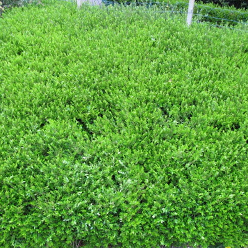 Chèvrefeuille à cupule pileata, Lonicera