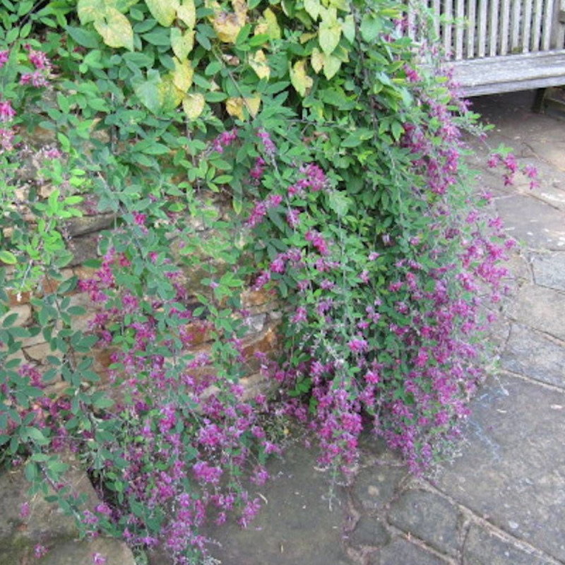Lespedeza de Thunberg